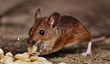 24 Hour & Emergency Exterminators in Village, AR